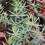 Galium glaucum Leaf