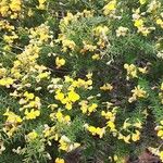 Pultenaea retusa Кветка