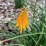 Kniphofia uvariaBlüte