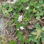 Convolvulus farinosus 整株植物