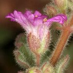 Allionia incarnata Flower