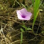 Ipomoea aquatica Flower