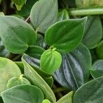 Peperomia urocarpa Feuille