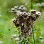 Eupatorium cannabinum Vekstform