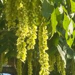 Pterocarya stenoptera Кветка