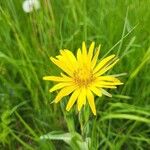 Tragopogon orientalis Flower