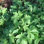 Humulus scandens Blad