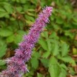 Astilbe rubra 花