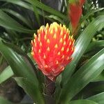Guzmania conifera Floro