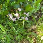 Centaurium erythraeaКвітка