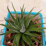 Haworthia attenuataKwiat