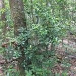 Oxera microcalyx Natur
