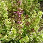 Thymus serpyllum Blüte