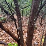 Vaccinium arboreum Bark