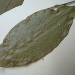 Eugenia wentii Other