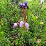 Phyllodoce caerulea Blüte