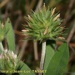 Trifolium leucanthum 花