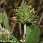 Trifolium leucanthum Flower