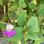 Impatiens balfouriiLeaf