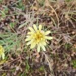 Scorzonera aristata Flower