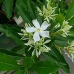 Cerbera manghas Blüte