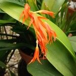 Scaphyglottis imbricata Flor