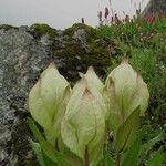 Saussurea obvallata Flower