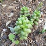 Sedum hernandezii List