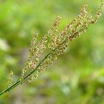 Rumex thyrsiflorus Vaisius