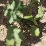 Solanum stramoniifolium Кора