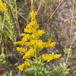 Solidago altissimaFlower