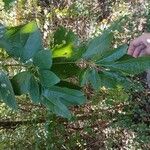 Sassafras albidumList