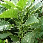 Nicotiana tomentosa Blad