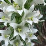 Campanula thyrsoides Floare