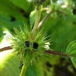 Galeopsis tetrahit Fruit