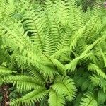 Dryopteris crassirhizoma Habitus