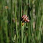 Juncus arcticus 花