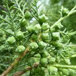 Juniperus semiglobosa Fruit