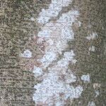Ficus benjamina Kabuk