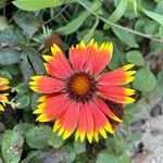 Gaillardia pulchellaKukka