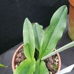 Paphiopedilum primulinum Hoja