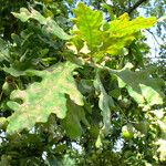 Quercus robur Likasa
