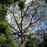Terminalia superba Hábito