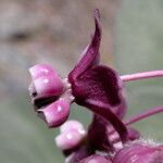 Asclepias cordifolia Квітка