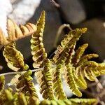 Gymnocarpium robertianum Hoja