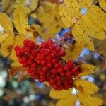 Sorbus scopulina Hedelmä