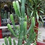 Euphorbia abyssinica Hábito