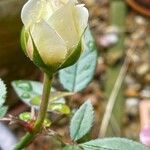 Rosa lucieae Floro