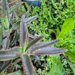 Kalanchoe serrata Leaf