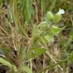 Nonea echioides 葉